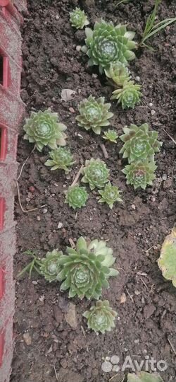 Каменная роза (молодило)