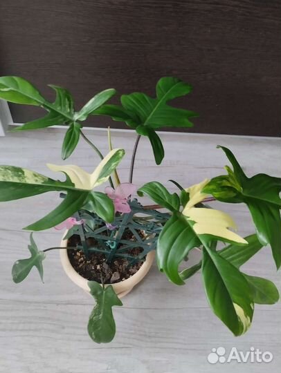 Филадендрон Маска