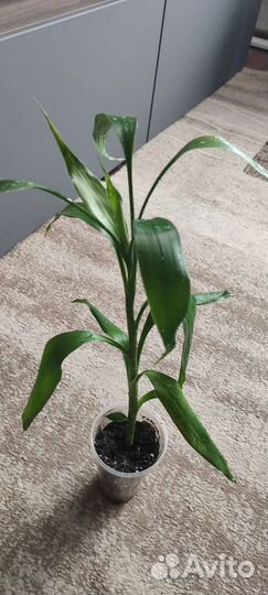 Комнатный бамбук (Бамбук Счастья)