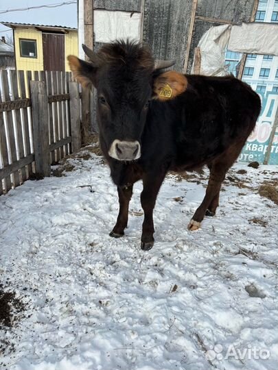 Джерси Телка