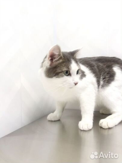 Кошки в добрые руки