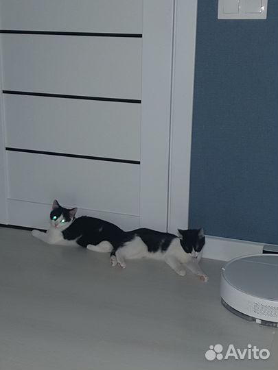 Котята девочки 3 месяца