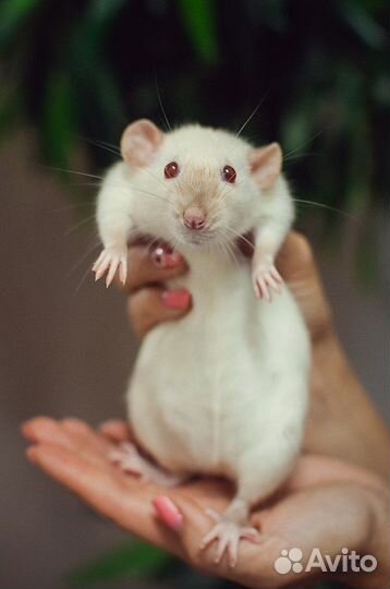 Крыса домашняя