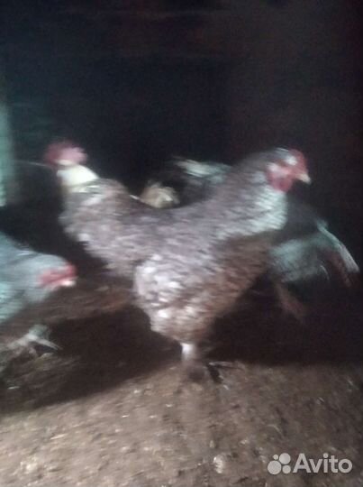 Петухи мелехенская кукушка