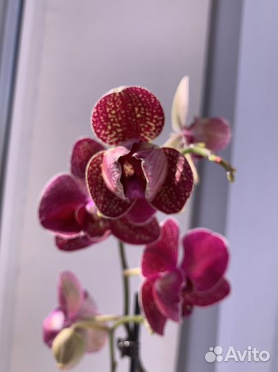 Орхидея Кимоно 70см