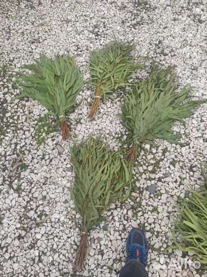 Веник эвкалиптовый