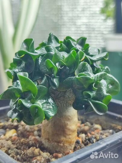 Адениум арабикум