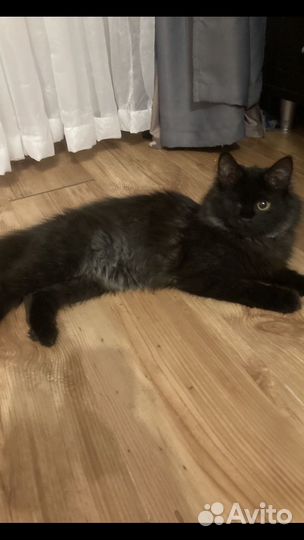 Особенный котик