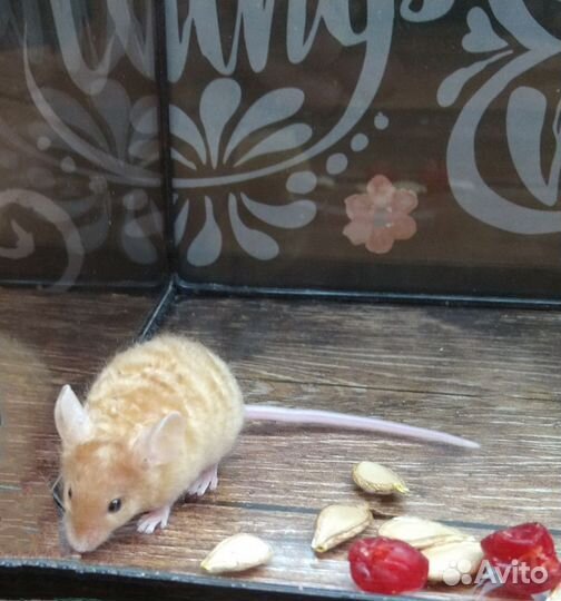 Мыши декоративные кудрявые