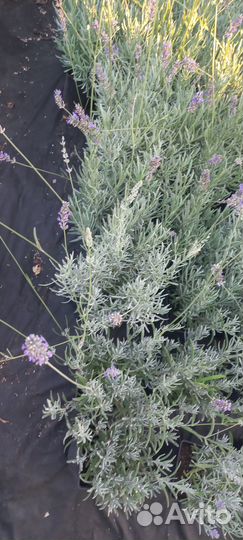 Цветы в грунт, виола