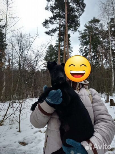 Нашли щенка в лесу отдадим в добрые руки