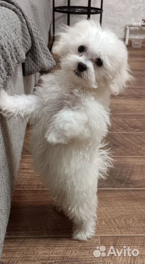 Мальтезе девочка