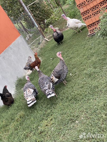 Индюки и индоутки