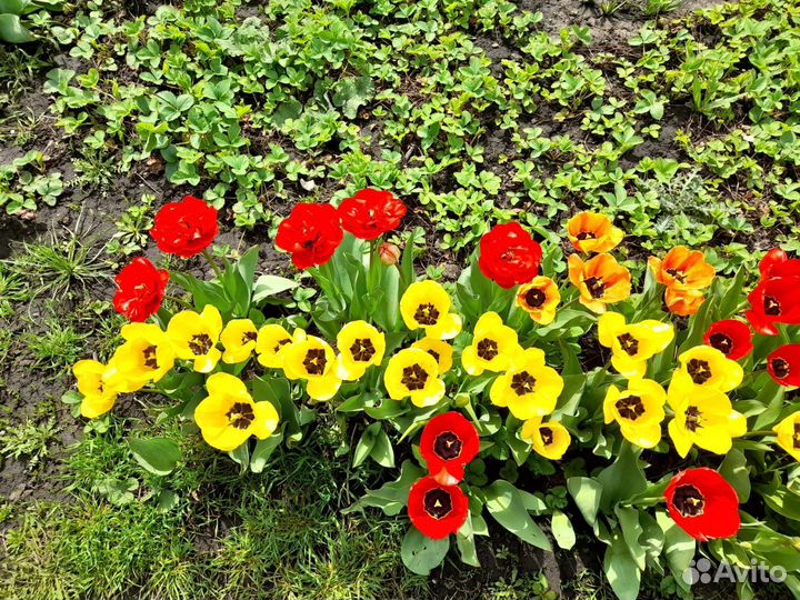 Луковицы тюльпанов