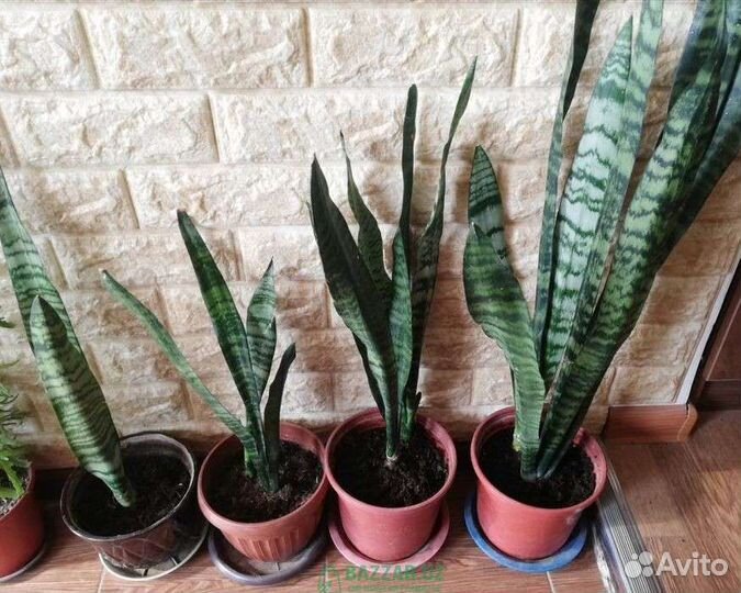 Сансевиерия