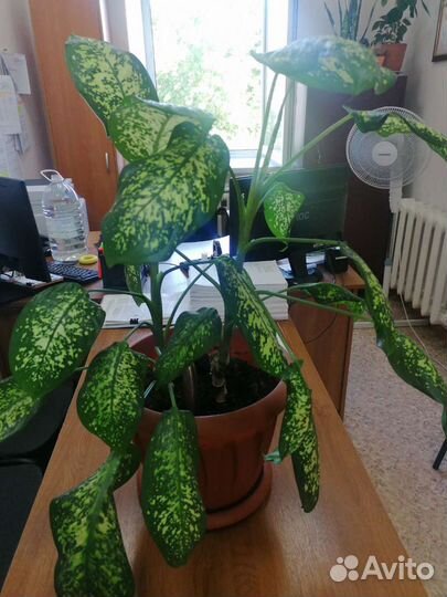 Диффенбахия баузе