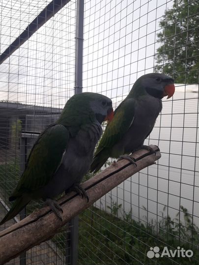 Попугай Китайский, александрийский и розовогрудый