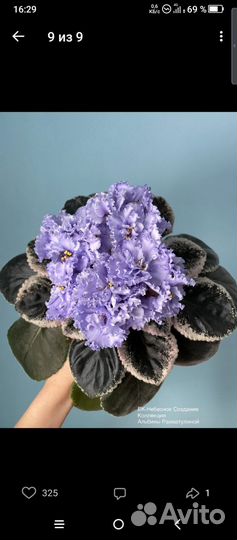 Фиалка набор новинок 20-21 гг