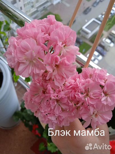 Пеларгония герань
