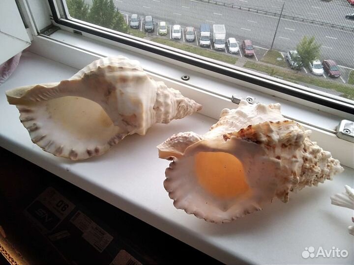 Морские раковины