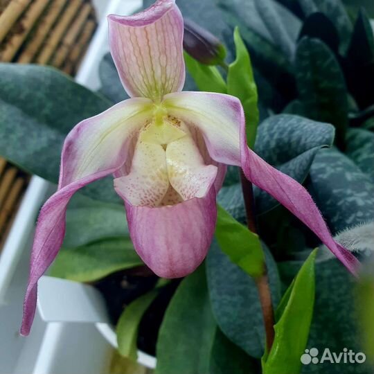 Орхидея фрагмипедиум. Редкий