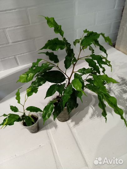 Фикус бенджамина разные сорта