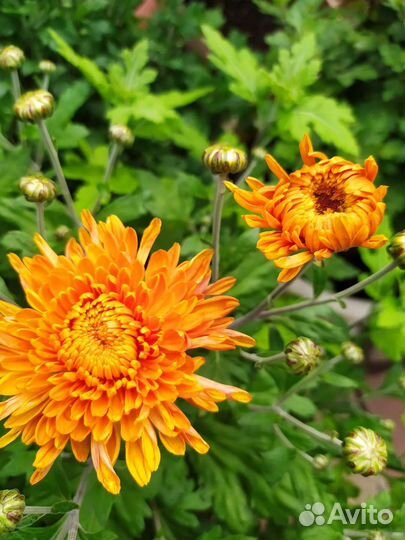 Хризантемы