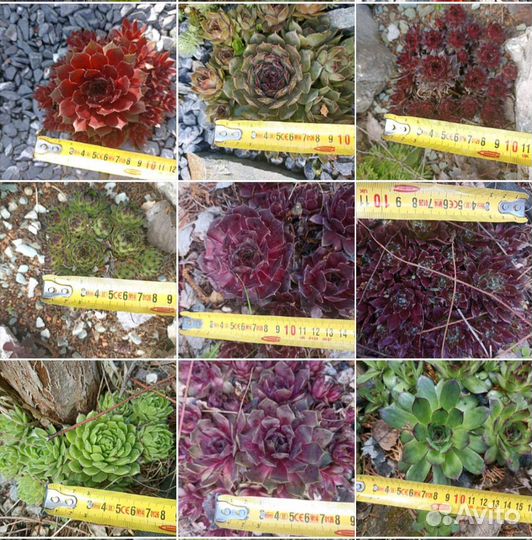 Молодило садовое Отелло, дракон, салатовые