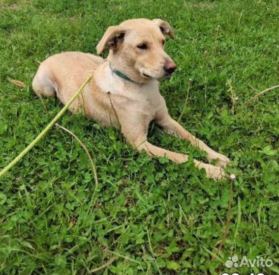 Собака в добрые руки отдам бесплатно