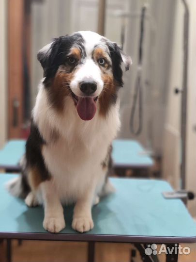 Груминг собак