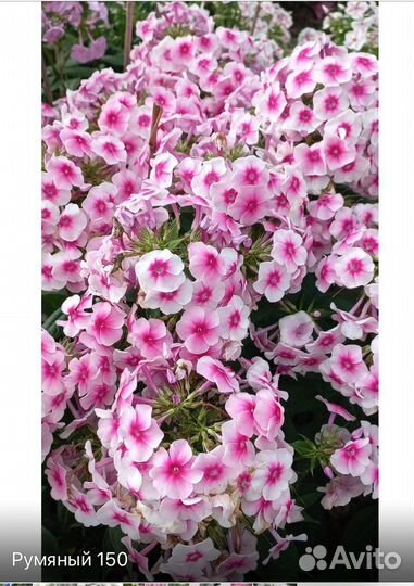 Флоксы сортовые