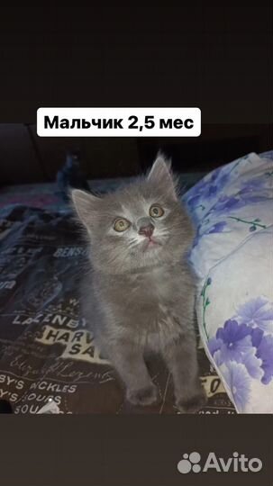 Котята красивучие ассорти