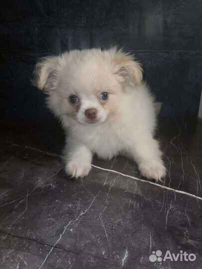 Щенки чихуахуа