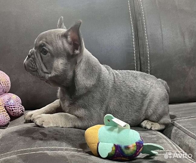 Французский бульдог голубой щенки