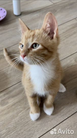 Котик в добрые руки