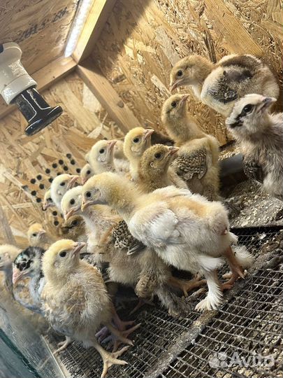Цыплята