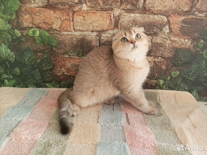 Мальчик золотой