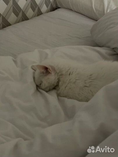 Отдам кошку в добрые руки