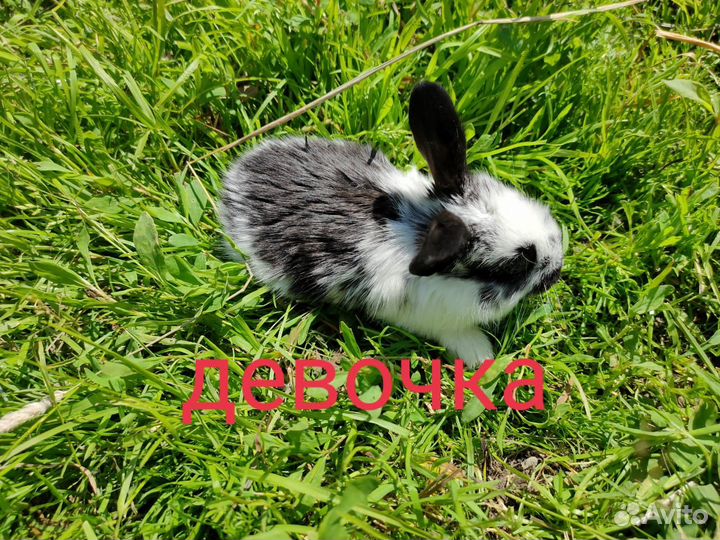 Крольчата