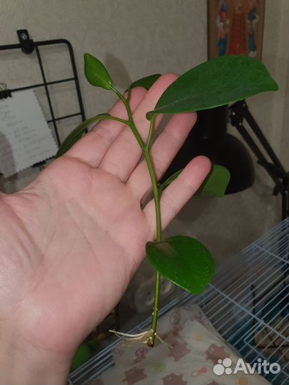 Фикус мелани