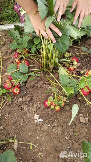 Рассада, Саженцы клубники