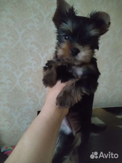 Йоркширский терьер мини девочка