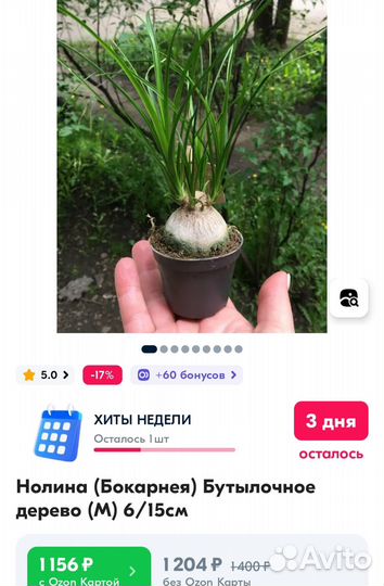 Бокарнея нолина