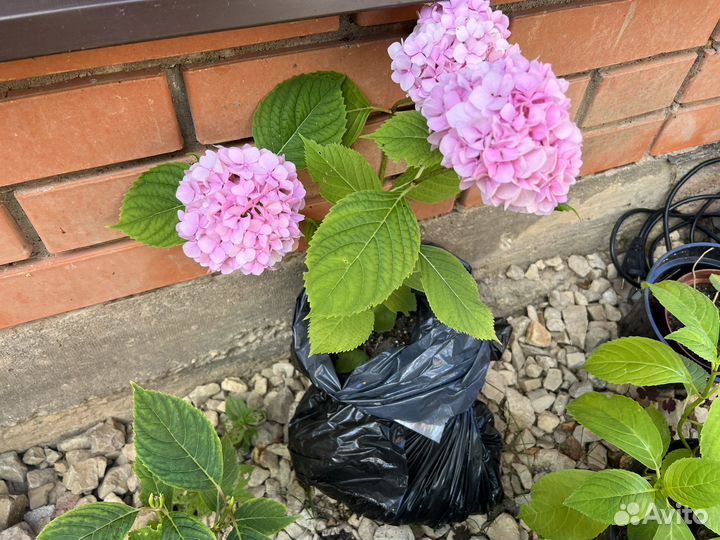 Крупнолистные гортензии