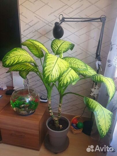 Диффенбахия