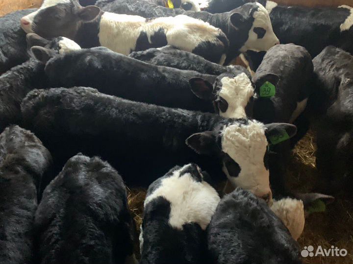 Телята разных пород