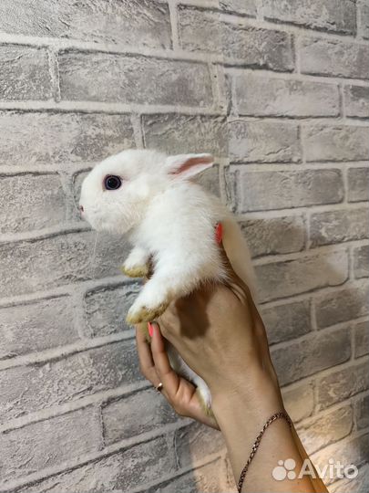 Мини карликовый кролик 