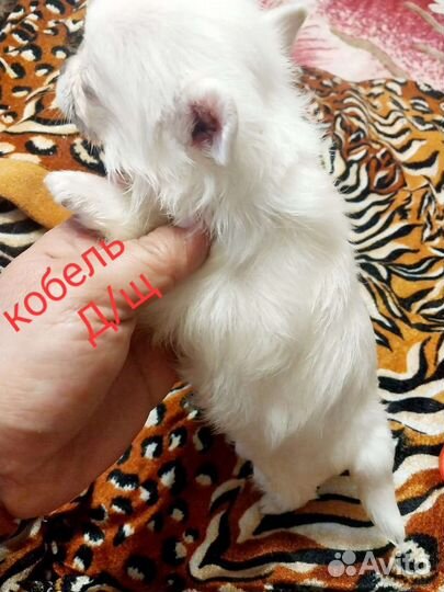 Чихуахуа Белоснежные