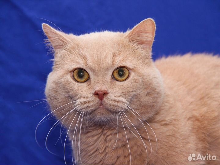 Отдам в добрые руки