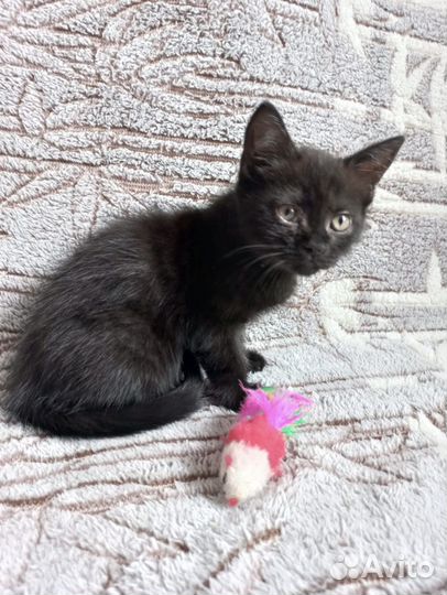 Котики и кошечки в добрые руки